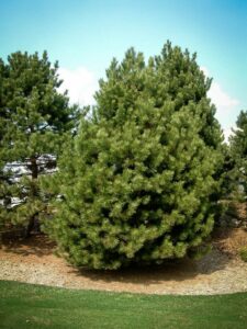 Сосна Чёрная (Pinus Nigra) купить по цене от 270.00р. в интернет-магазине «Посадика» с доставкой почтой в в Конаковое и по всей России – [изображение №1].