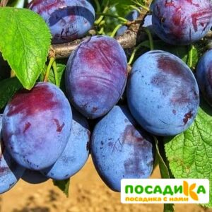 Слива Чачакская ранняя купить по цене от 229.00р. в интернет-магазине «Посадика» с доставкой почтой в в Конаковое и по всей России – [изображение №1].