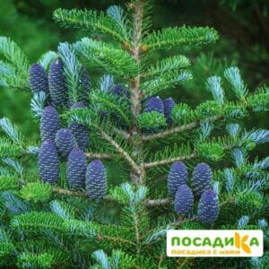 Пихта корейская (Abies koreana) купить по цене от 450.00р. в интернет-магазине «Посадика» с доставкой почтой в в Конаковое и по всей России – [изображение №1].