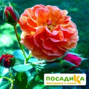 Роза Арабия купить по цене от 350.00р. в интернет-магазине «Посадика» с доставкой почтой в в Конаковое и по всей России – [изображение №1].