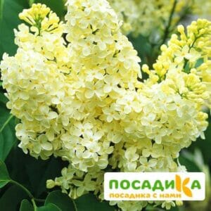 Сирень Примроуз (Primrose) купить по цене от 529.00р. в интернет-магазине «Посадика» с доставкой почтой в в Конаковое и по всей России – [изображение №1].