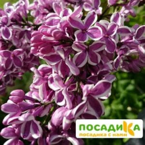 Сирень Сенсация купить по цене от 529.00р. в интернет-магазине «Посадика» с доставкой почтой в в Конаковое и по всей России – [изображение №1].