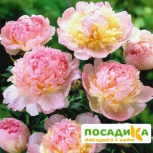 Пион Распберри Сандей (Paeonia Raspberry Sundae) купить по цене от 959р. в интернет-магазине «Посадика» с доставкой почтой в в Конаковое и по всей России – [изображение №1].