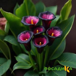 Калла Аура Лейс купить по цене от 400р. в интернет-магазине «Посадика» с доставкой почтой в в Конаковое и по всей России – [изображение №1].