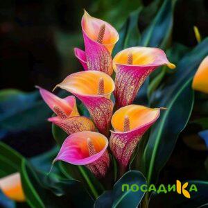 Калла Оникс купить по цене от 450р. в интернет-магазине «Посадика» с доставкой почтой в в Конаковое и по всей России – [изображение №1].