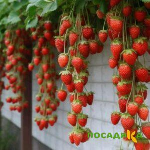 Клубника вьющаяся Комплимент купить по цене от 470р. в интернет-магазине «Посадика» с доставкой почтой в в Конаковое и по всей России – [изображение №1].