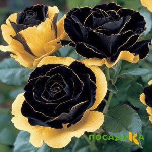 Роза Ханни Сикл купить по цене от 700р. в интернет-магазине «Посадика» с доставкой почтой в в Конаковое и по всей России – [изображение №1].