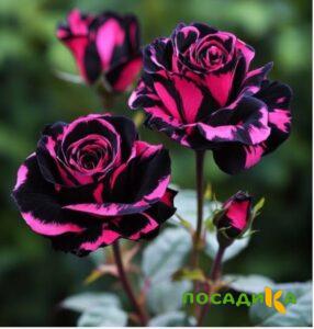 Роза Багровый Шепот купить по цене от 366р. в интернет-магазине «Посадика» с доставкой почтой в в Конаковое и по всей России – [изображение №1].