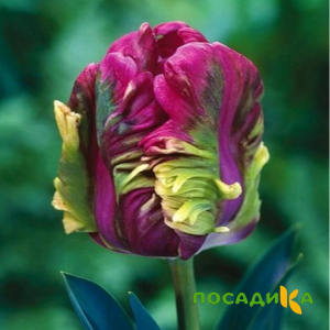 Тюльпан Экзотик Хэвен купить по цене от 186р. в интернет-магазине «Посадика» с доставкой почтой в в Конаковое и по всей России – [изображение №1].
