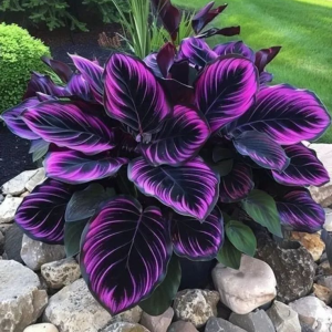 Хоста Люминоза купить по цене от 450р. в интернет-магазине «Посадика» с доставкой почтой в в Конаковое и по всей России – [изображение №1].