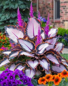 Хоста Кримэн Дрим купить по цене от 549р. в интернет-магазине «Посадика» с доставкой почтой в в Конаковое и по всей России – [изображение №1].