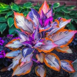 Хоста Эмеральд Тиара купить по цене от 602р. в интернет-магазине «Посадика» с доставкой почтой в в Конаковое и по всей России – [изображение №1].