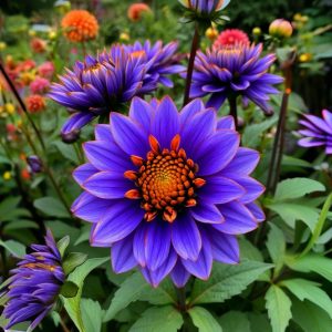 Георгин Лазурит купить по цене от 799р. в интернет-магазине «Посадика» с доставкой почтой в в Конаковое и по всей России – [изображение №1].