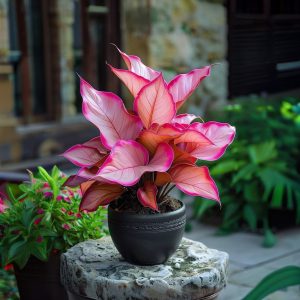 Хоста Розовая Симфония купить по цене от 800р. в интернет-магазине «Посадика» с доставкой почтой в в Конаковое и по всей России – [изображение №1].