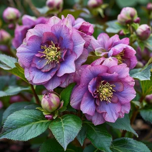 Морозник Айс Принцесс Чарм купить по цене от 650р. в интернет-магазине «Посадика» с доставкой почтой в в Конаковое и по всей России – [изображение №1].