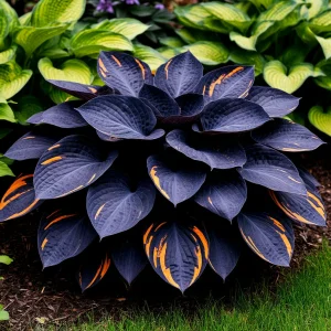 Хоста Умбра купить по цене от 349р. в интернет-магазине «Посадика» с доставкой почтой в в Конаковое и по всей России – [изображение №1].