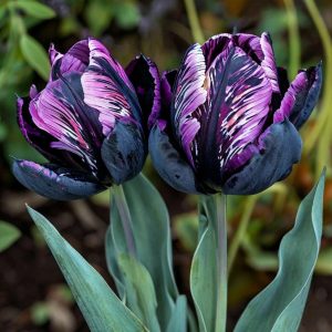 Тюльпан Блэк Каньон купить по цене от 305р. в интернет-магазине «Посадика» с доставкой почтой в в Конаковое и по всей России – [изображение №1].