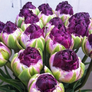 Тюльпан Анаконда купить по цене от 450р. в интернет-магазине «Посадика» с доставкой почтой в в Конаковое и по всей России – [изображение №1].