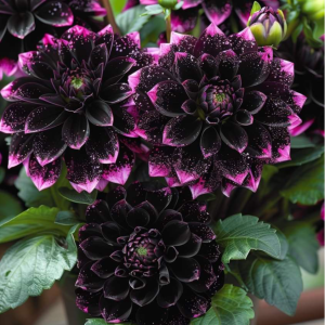 Георгин Лаванда Лейс купить по цене от 679р. в интернет-магазине «Посадика» с доставкой почтой в в Конаковое и по всей России – [изображение №1].