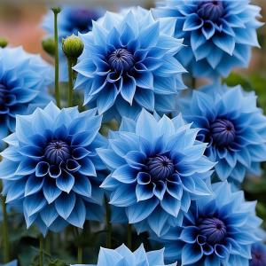 Георгин Вижапе купить по цене от 699р. в интернет-магазине «Посадика» с доставкой почтой в в Конаковое и по всей России – [изображение №1].