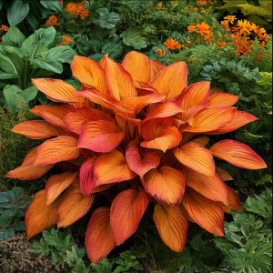 Хоста Солнечный Нектар купить по цене от 605р. в интернет-магазине «Посадика» с доставкой почтой в в Конаковое и по всей России – [изображение №1].