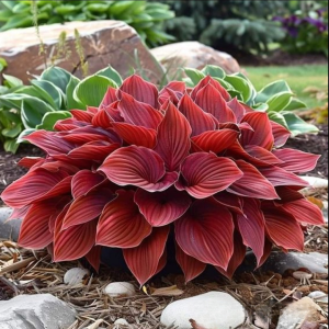 Хоста Рэд Эйнджл купить по цене от 549р. в интернет-магазине «Посадика» с доставкой почтой в в Конаковое и по всей России – [изображение №1].