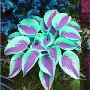 Хоста Висперин Бьюти купить по цене от 379р. в интернет-магазине «Посадика» с доставкой почтой в в Конаковое и по всей России – [изображение №1].