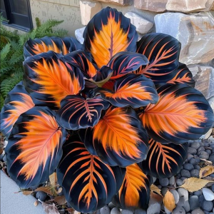 Хоста Сикрет Форест купить по цене от 601р. в интернет-магазине «Посадика» с доставкой почтой в в Конаковое и по всей России – [изображение №1].