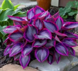 Хоста Сикрет Гарденс купить по цене от 549р. в интернет-магазине «Посадика» с доставкой почтой в в Конаковое и по всей России – [изображение №1].