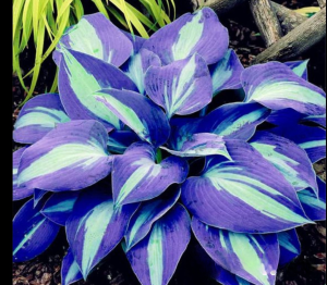 Хоста Аурелия купить по цене от 450р. в интернет-магазине «Посадика» с доставкой почтой в в Конаковое и по всей России – [изображение №1].